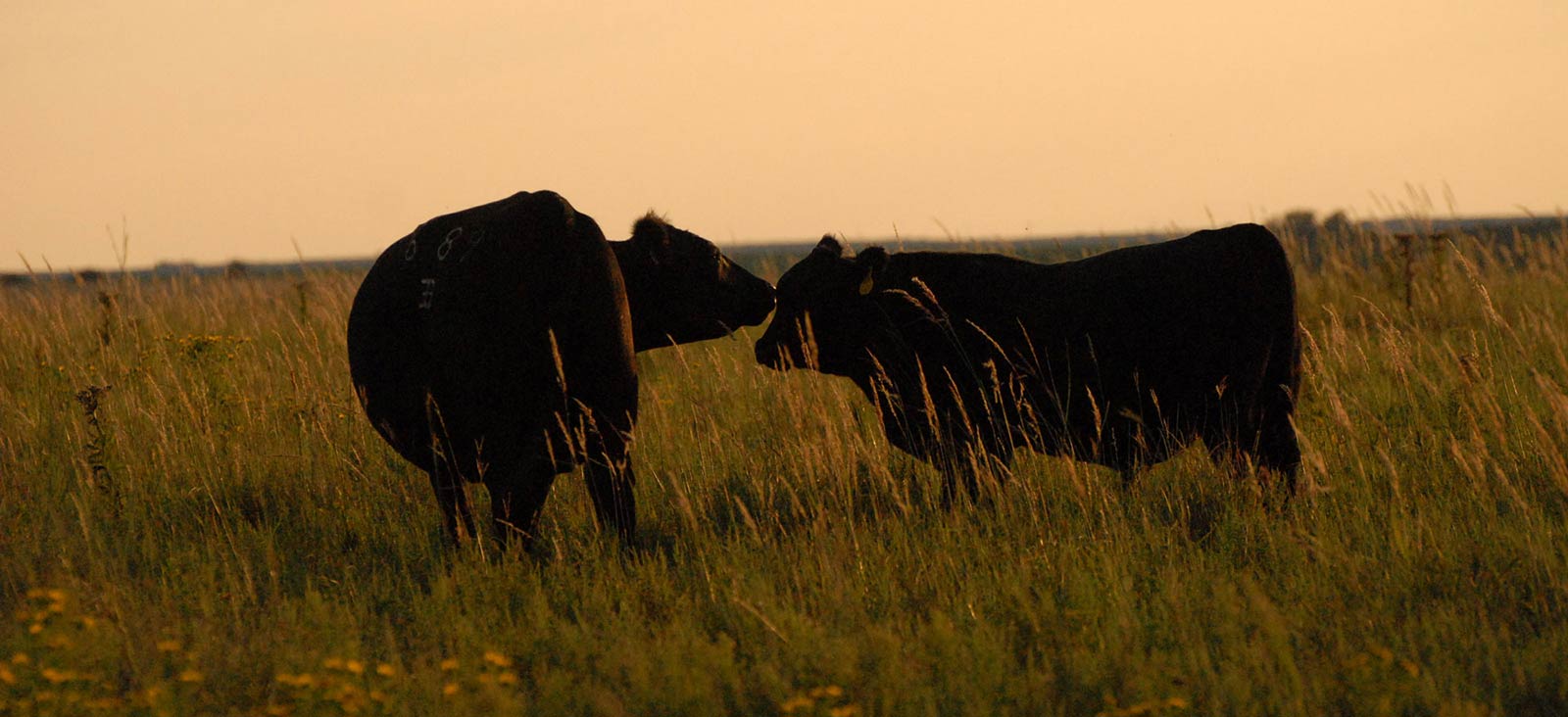 Cows in a Field